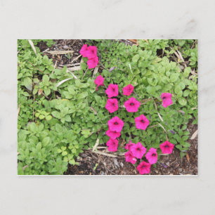 Rosa Pansies Vykort