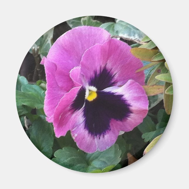 Rosa Pansy Magnet (Framsidan)