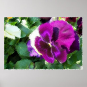 Rosa Pansy Soft Sketch Poster