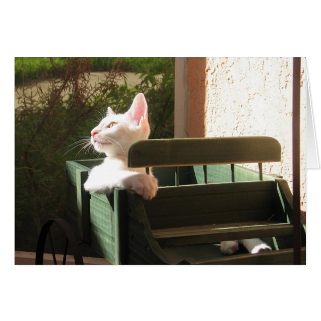 Rosa Panther Rides igen Hälsningskort (Framsidan Horizontal)