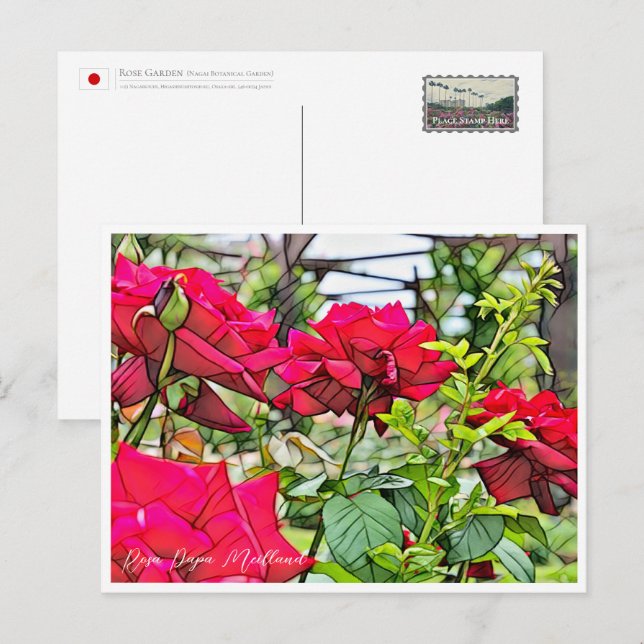 Rosa Papa Meilland Vykort (Fram/baksida)