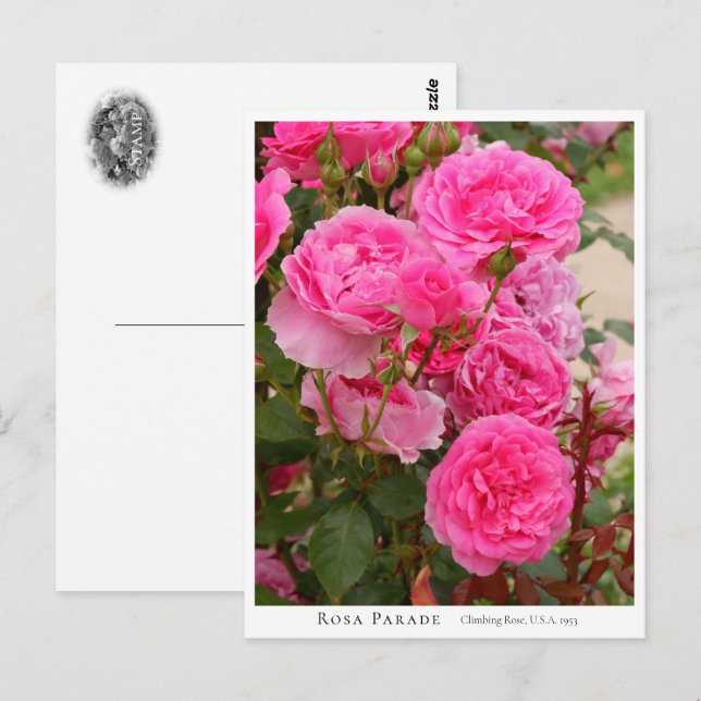 Rosa Parade Vykort (Fram/baksida)