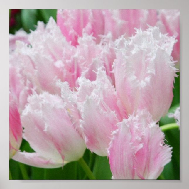 Rosa Parrot Tulips Poster (Framsidan)