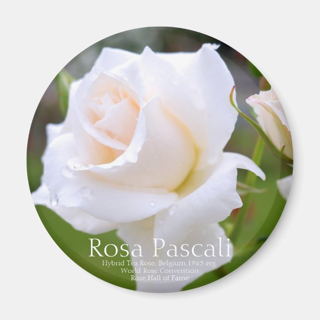 Rosa Pascali [Round Magnet] Magnet (Framsidan)
