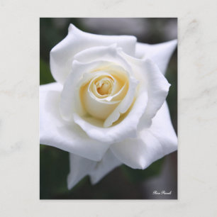 Rosa Pascali:vykort Vykort