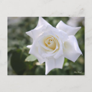 Rosa Pascali:vykort Vykort