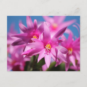 Rosa Påsk Cactus Flowers Helg Vykort