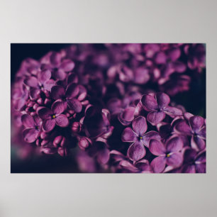 ROSA-PASSAD BLOMMOR POSTER