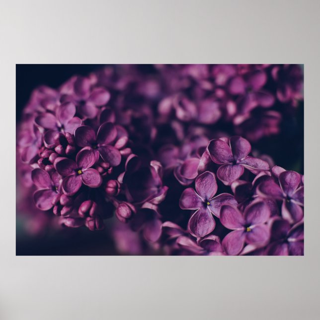 ROSA-PASSAD BLOMMOR POSTER (Framsidan)