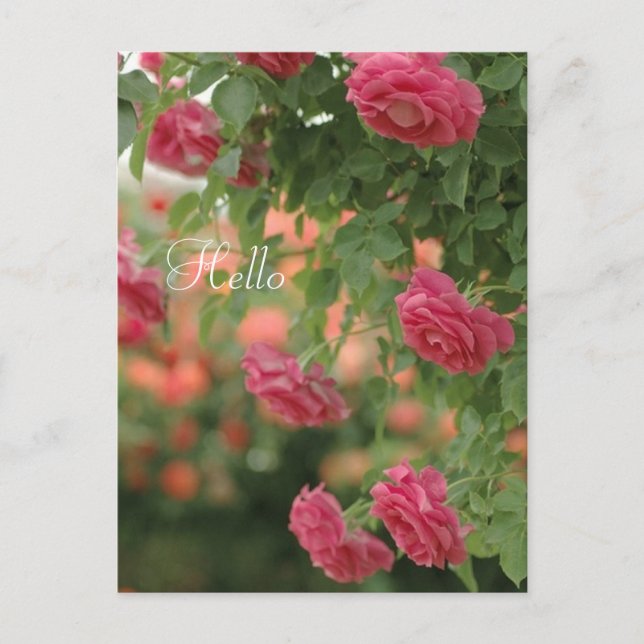 Rosa-passerkort Vykort (Framsida)