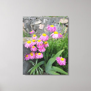 Rosa Pawarded daisy Flowers Natur Fotography Canvastryck