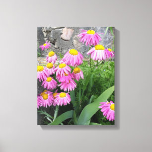 Rosa Pawarded daisy Flowers Natur Fotography Canvastryck