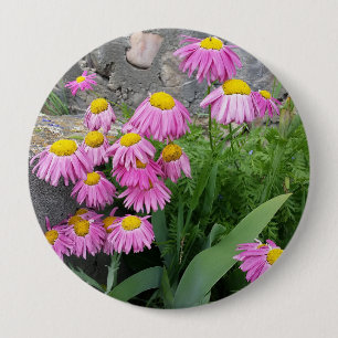 Rosa Pawarded daisy Flowers Natur Fotography Knapp