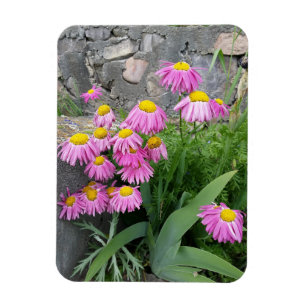 Rosa Pawarded daisy Flowers Natur Fotography Magnet