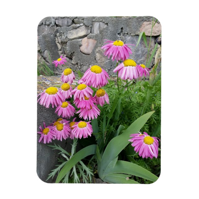 Rosa Pawarded daisy Flowers Natur Fotography Magnet (Vertikal)