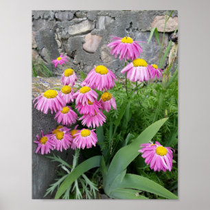 Rosa Pawarded daisy Flowers Natur Fotography Poster