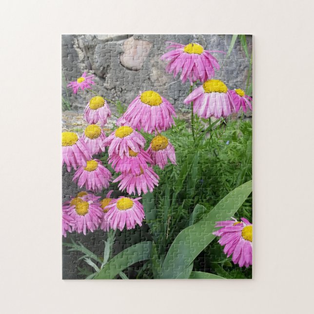 Rosa Pawarded daisy Flowers Natur Fotography Pussel (Vertikal)