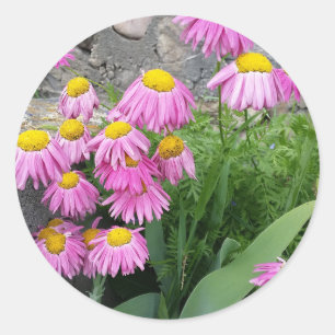 Rosa Pawarded daisy Flowers Natur Fotography Runt Klistermärke