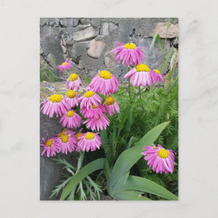 Rosa Pawarded daisy Flowers Natur Fotography Vykort