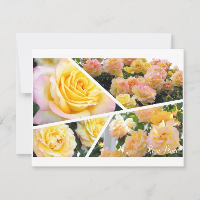 Rosa Peace [Flat Card] (Framsida)