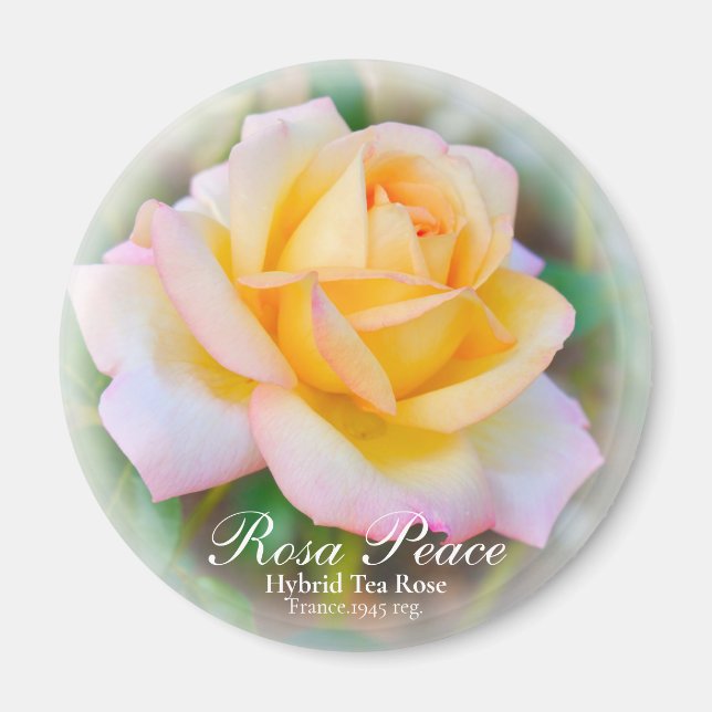 Rosa Peace Magnet (Framsidan)