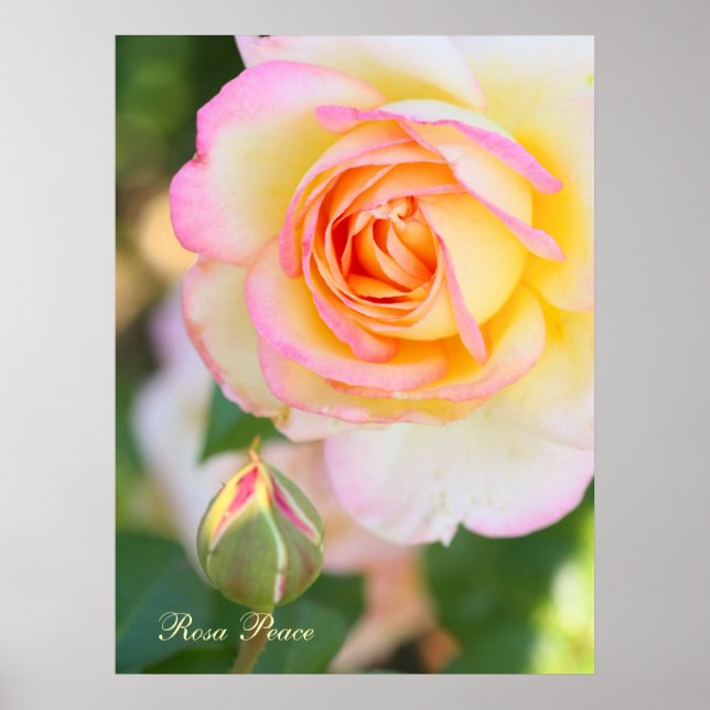 Rosa Peace [Värde Poster Paper] (Framsidan)