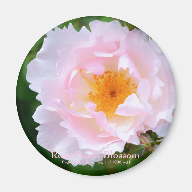 Rosa Peach Blommar [Round Magnet] Magnet (Framsidan)