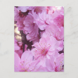 Rosa Peach-Blommar Vykort