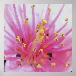 Rosa Peach Pollen Macro Abstrakt Art Poster