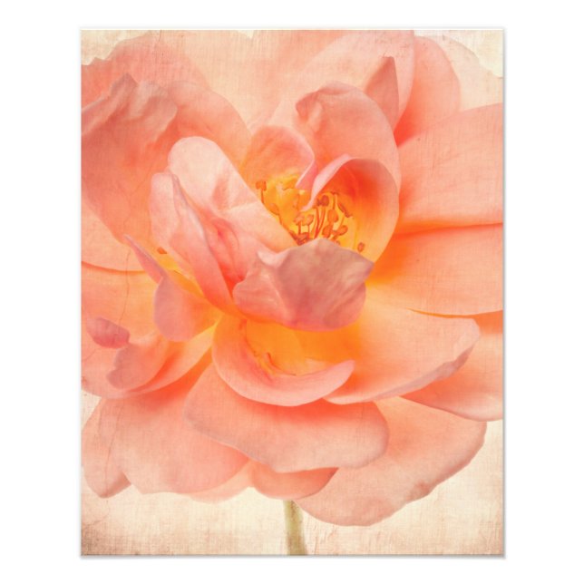 Rosa Peach Ro Flower Blommigt Rosor Flowers Stem Fototryck (Framsidan)