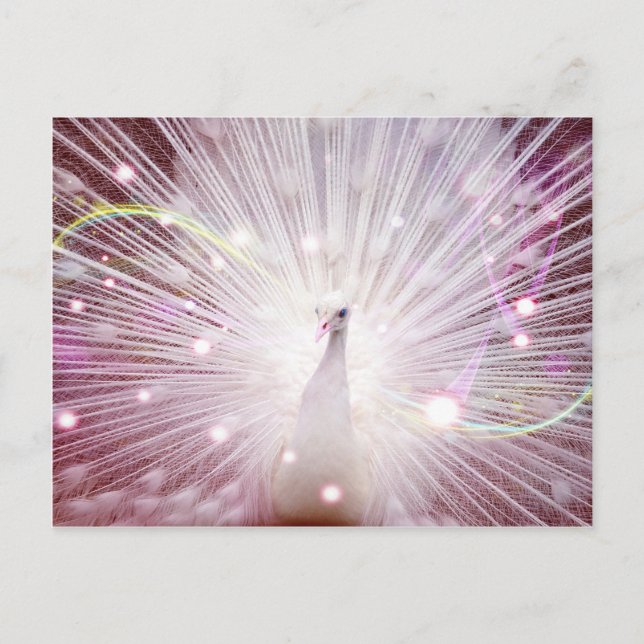 Rosa Peacock Vykort (Framsida)