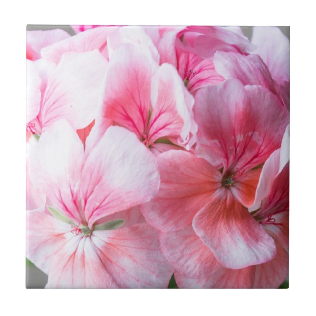 Rosa pelarblomma kakelplatta (Framsidan)