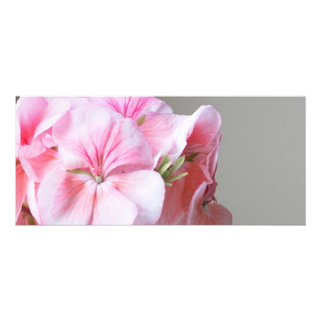 Rosa pelarblomma reklamkort (Framsidan)