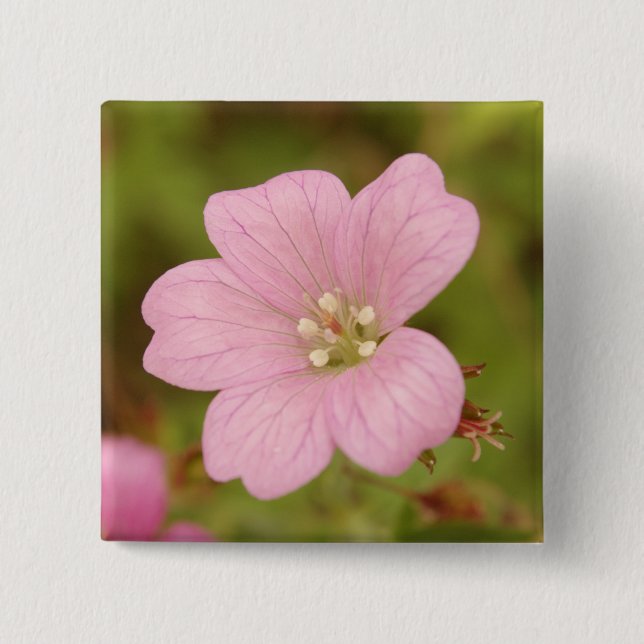 Rosa pelargonium-märke knapp (Framsida)
