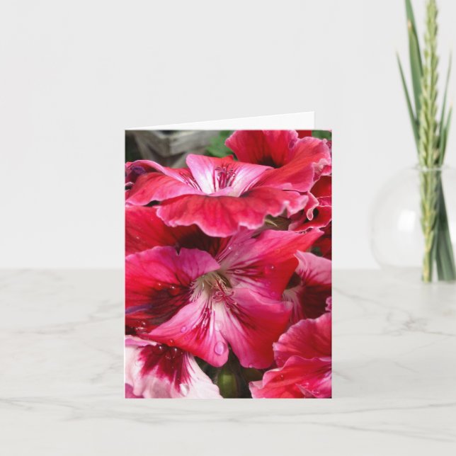 Rosa pelargoniumblommor kort (Framsida)