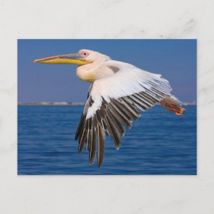 Rosa Pelikan im Flug Postkarte Vykort