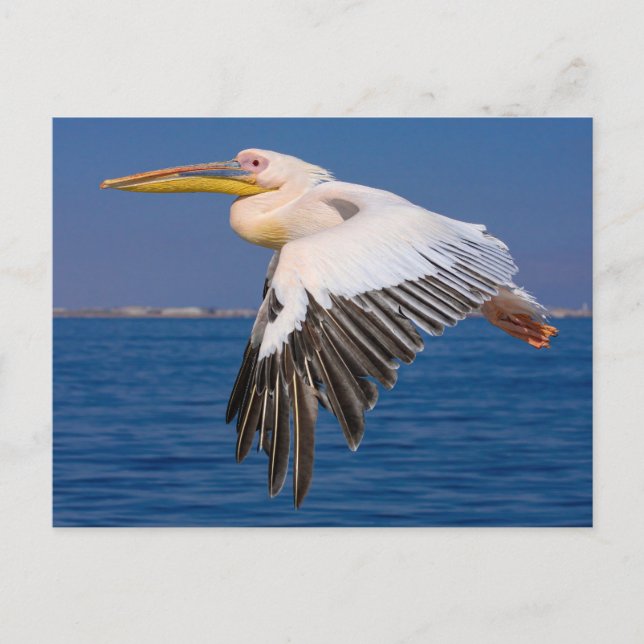 Rosa Pelikan im Flug Postkarte Vykort (Framsida)