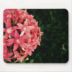 Rosa pentas musmatta
