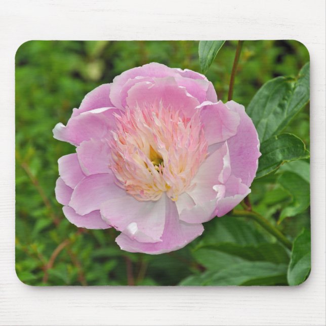 Rosa peonblomma musmatta (Framsidan)