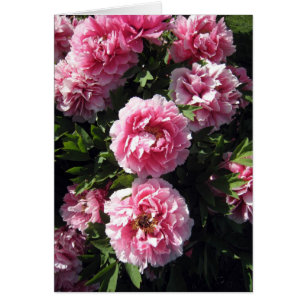 Rosa Peonie grupp OBS Kort