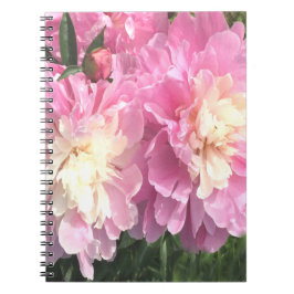 Rosa Peonies Anteckningsbok