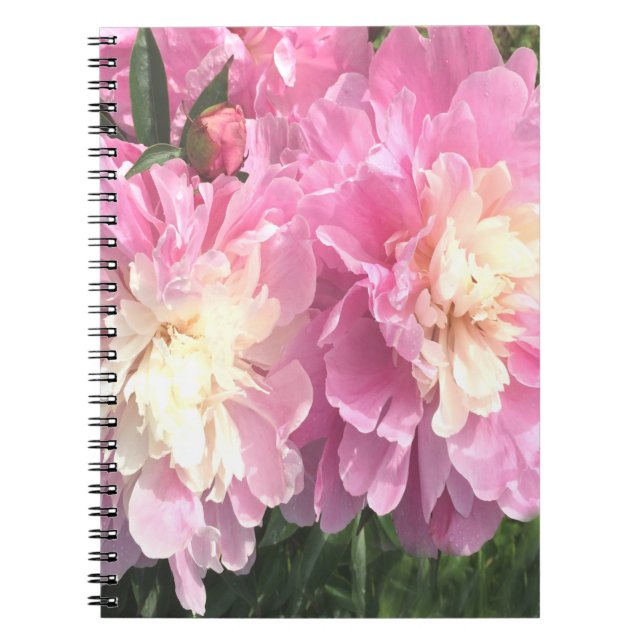 Rosa Peonies Anteckningsbok (Framsidan)