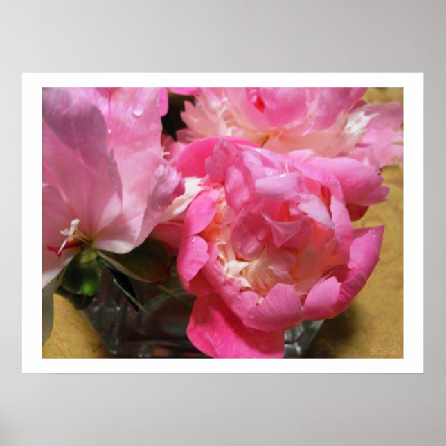 Rosa Peonies i Vas / Peony Flower Poster (Framsidan)
