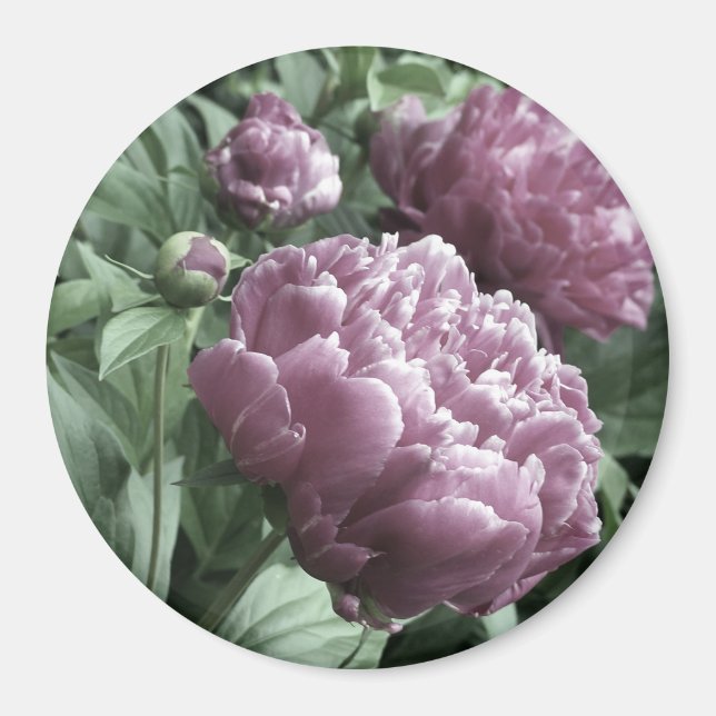 Rosa Peonies Magnet (Framsidan)