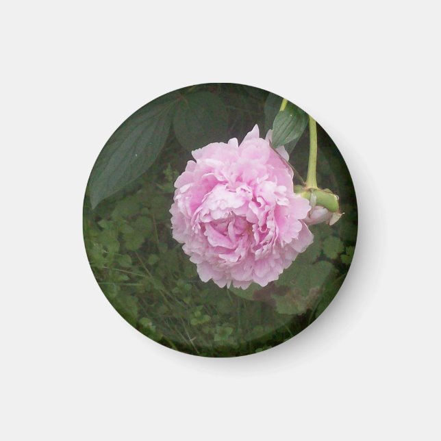Rosa Peonies Magnet (Framsidan)