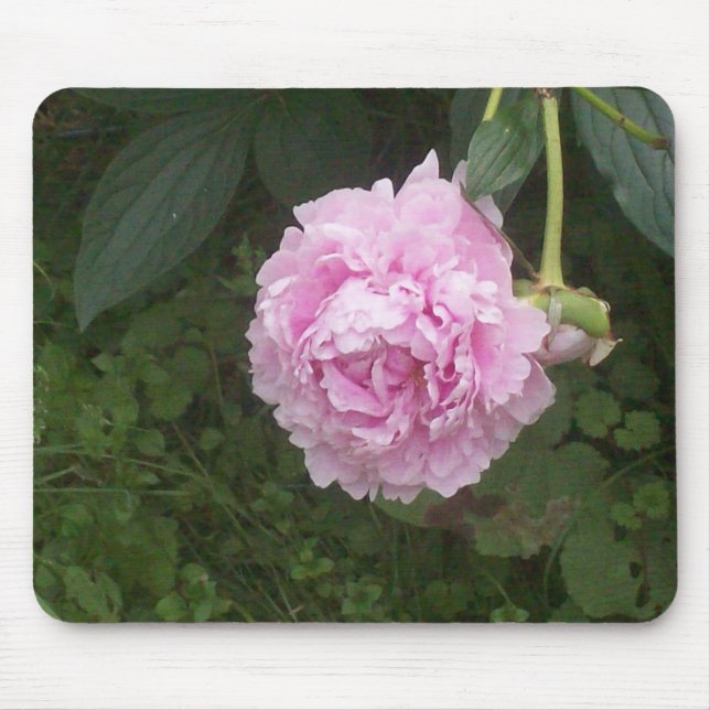 Rosa Peonies Musmatta (Framsidan)
