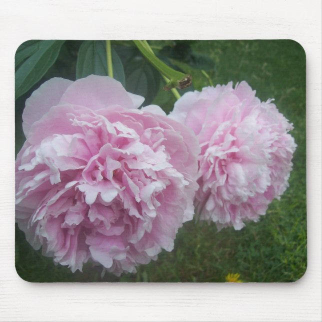 Rosa Peonies Musmatta (Framsidan)