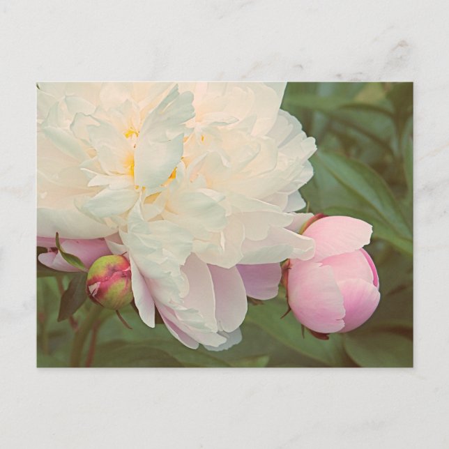 Rosa Peonies Peony Flower vycard Vykort (Framsida)