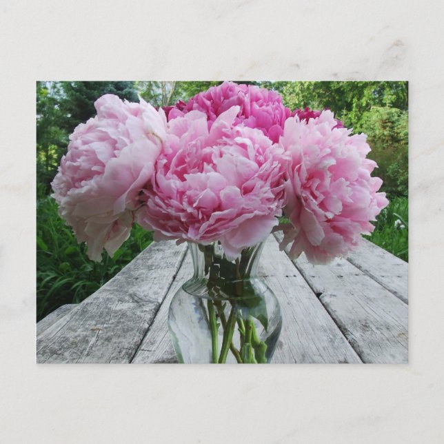 Rosa Peonies/Peony Flowers Arrangemanga i Vas Vykort (Framsida)