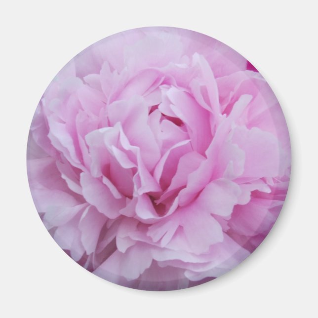 Rosa Peonies / Peony Magnet (Framsidan)